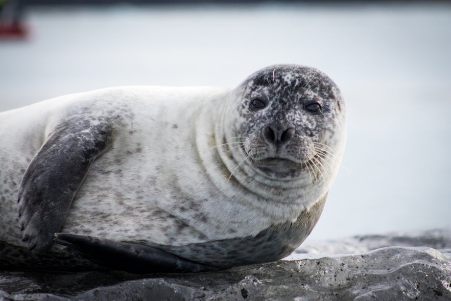 Seals are common off the shore of Iceland.