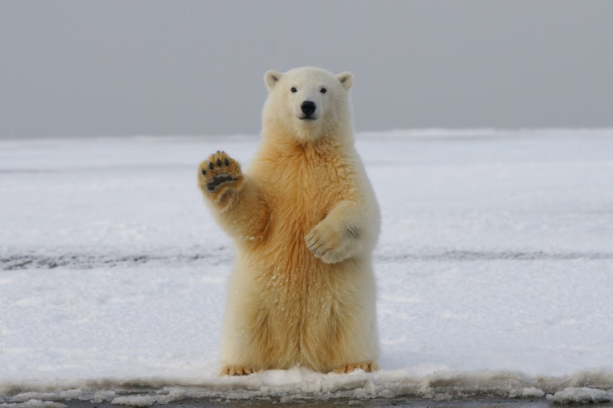 Polar bear on sea ice after drifting from Greenland, a rare example of arriving wildlife and animals in Iceland.