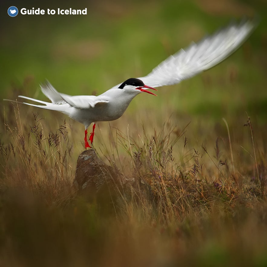 Küstenseeschwalben sind in Island weit verbreitet.