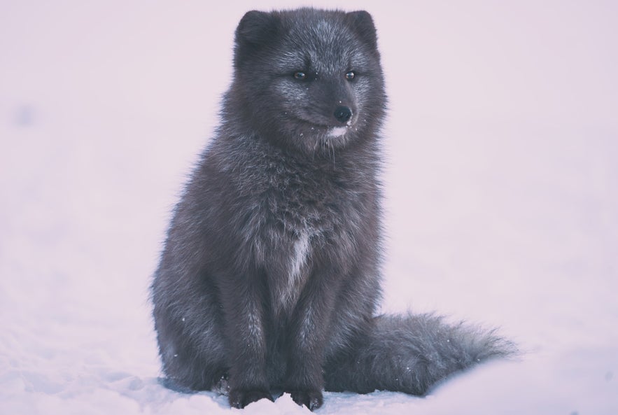 Ein Polarfuchs