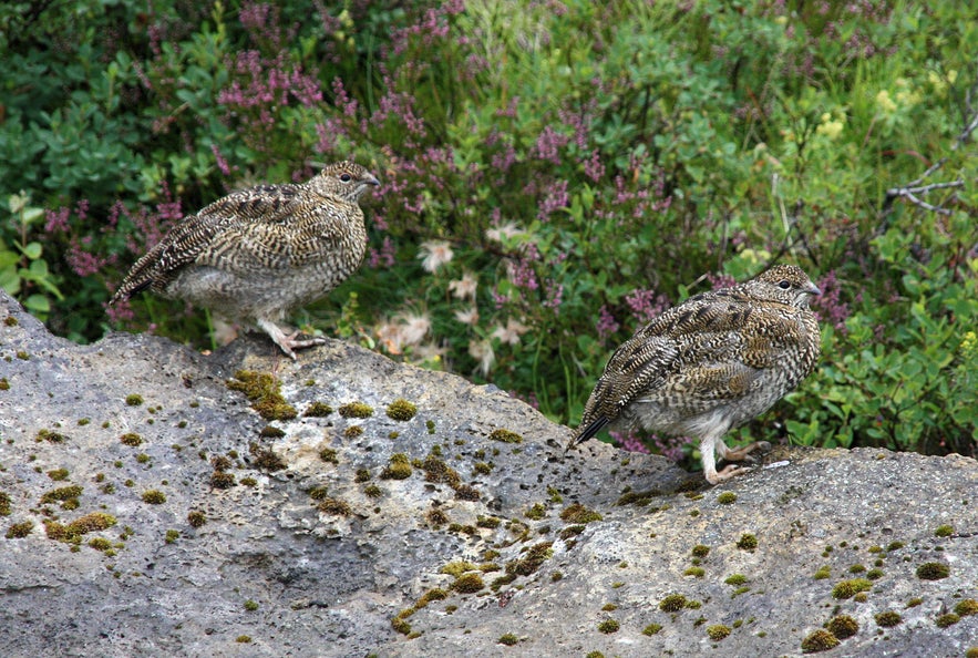Two rock ptarmigans (Lagopus muta) in mottled brown summer plumage standing on moss-covered rocks surrounded by Icelandic wildflowers and green vegetation.