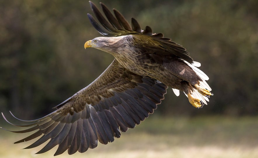 White-tailed eagle soaring over the Icelandic countryside, with broad wings fully extended and sharp yellow talons visible mid-flight.