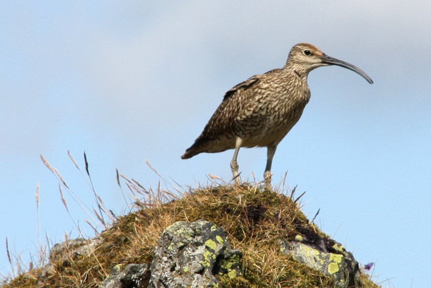 Eurasian whimbrel standing on a moss-covered rock in Iceland, showcasing its distinctive long, curved beak and brown mottled plumage against a clear blue sky.