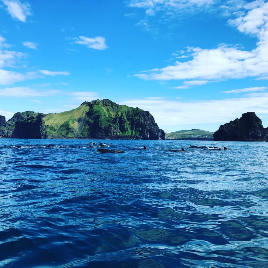 Orcas break the surface for air off the coast of the Westman Islands.