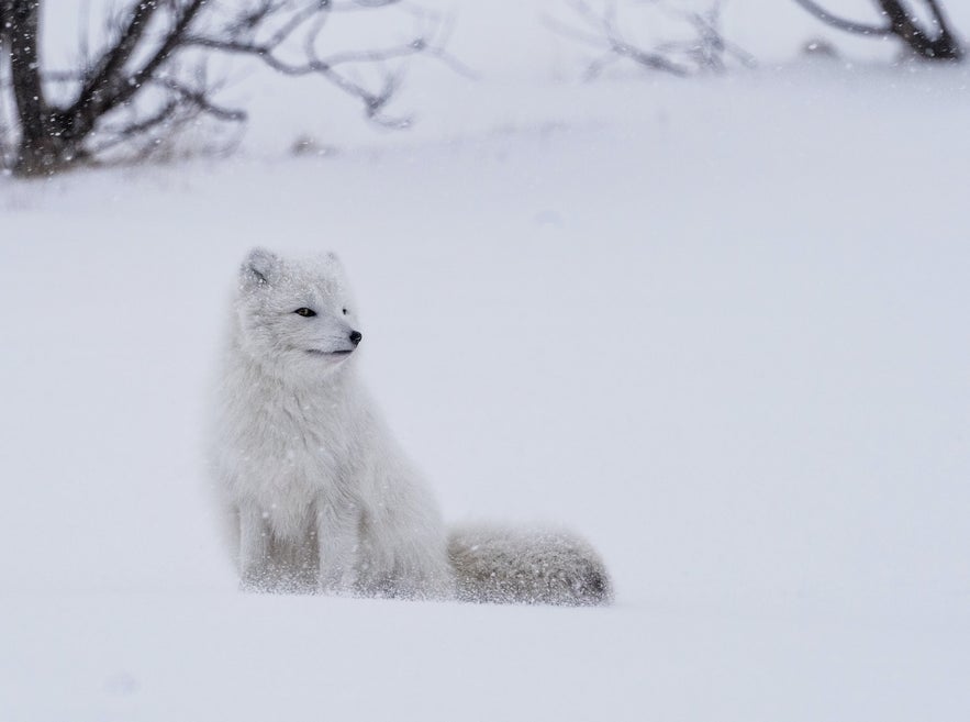 The Arctic Fox is, arguably, the most well adapted predator for sub-arctic environments.