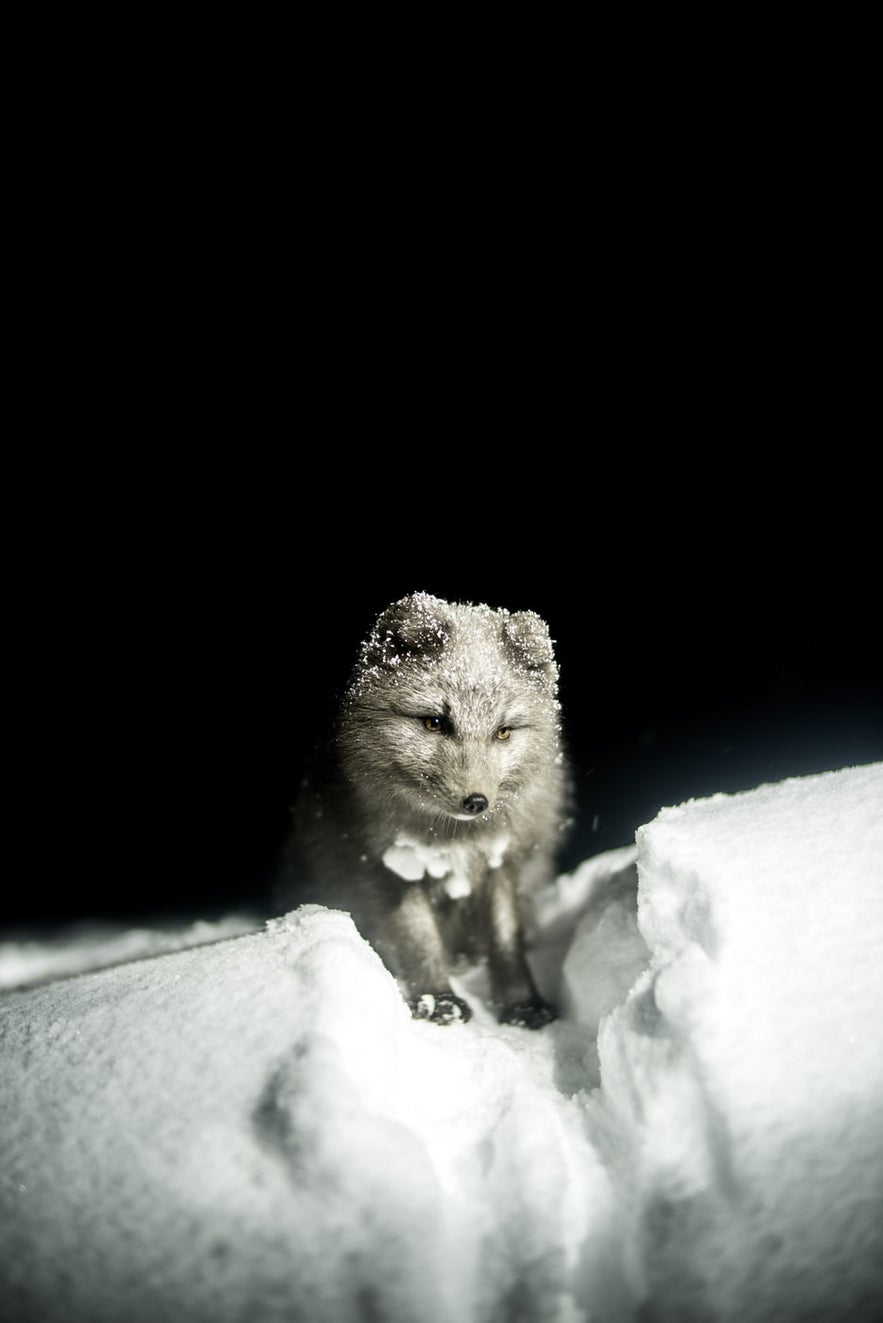 Arctic Foxes are perfectly adapted to Iceland's cold.