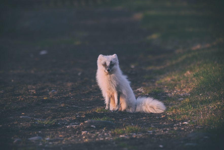 Arctic Foxes are a protected species in Hornstrandir Nature Reserve.