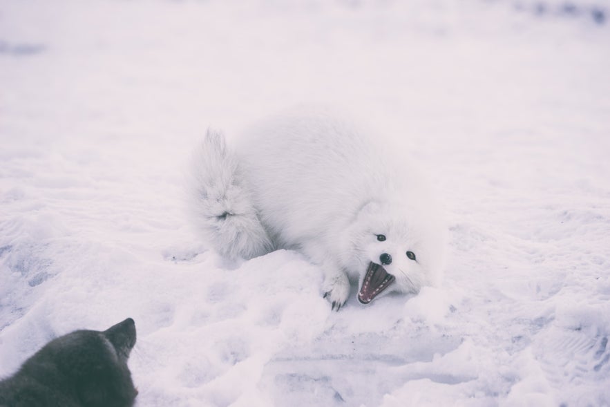 Arctic foxes are sadly still hunted for sport.