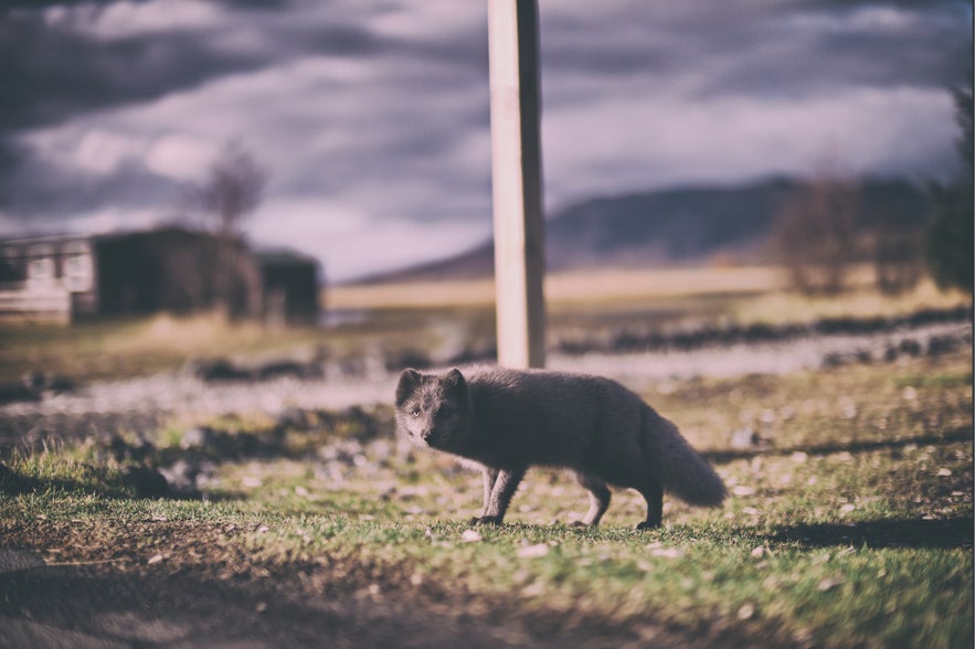 Spotting an Arctic Fox in the wild requires patience and perseverance. That's not to say it's impossible though!