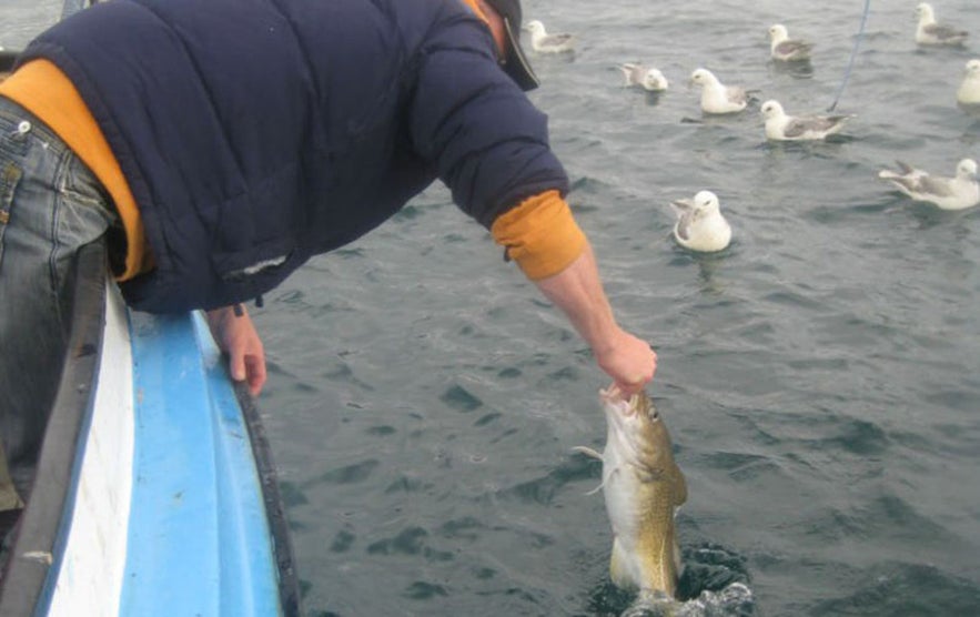 아이슬란드의 인기 있는 취미 활동인 낚시Fishing is a celebrated pastime in Iceland.