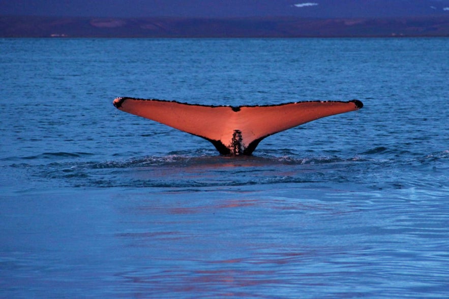 Een walvis tilt zijn staart op onder de middernachtzon