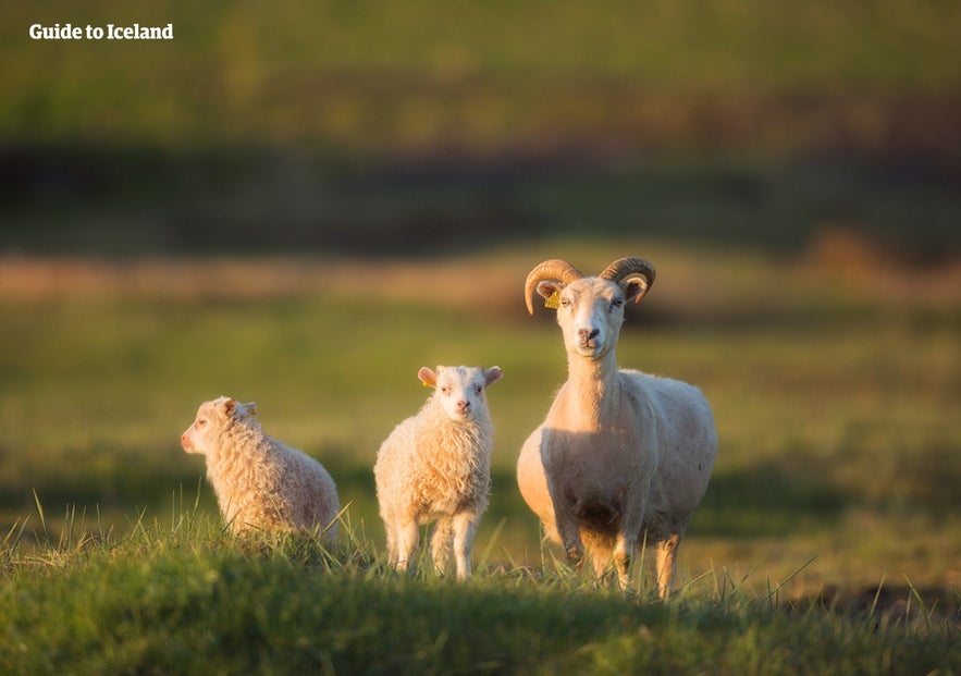 De IJslandse schapen lopen 's zomers vrij door het platteland