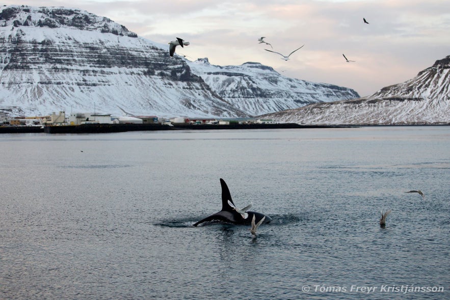 Een orka, gefotografeerd voor het schiereiland Snaefellsnes in december