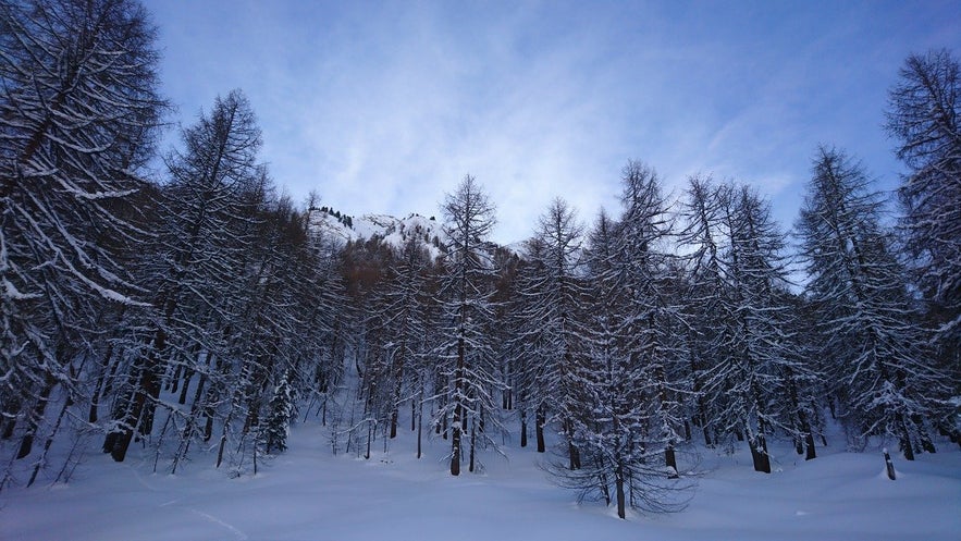 The Friendship Forest can be found along the Golden Circle route.