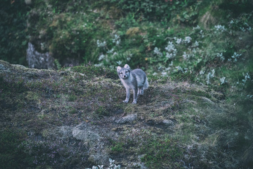 Hornstrandir is a protected nature reserve and is home to a large population of Arctic Fox, Iceland's only native mammal.