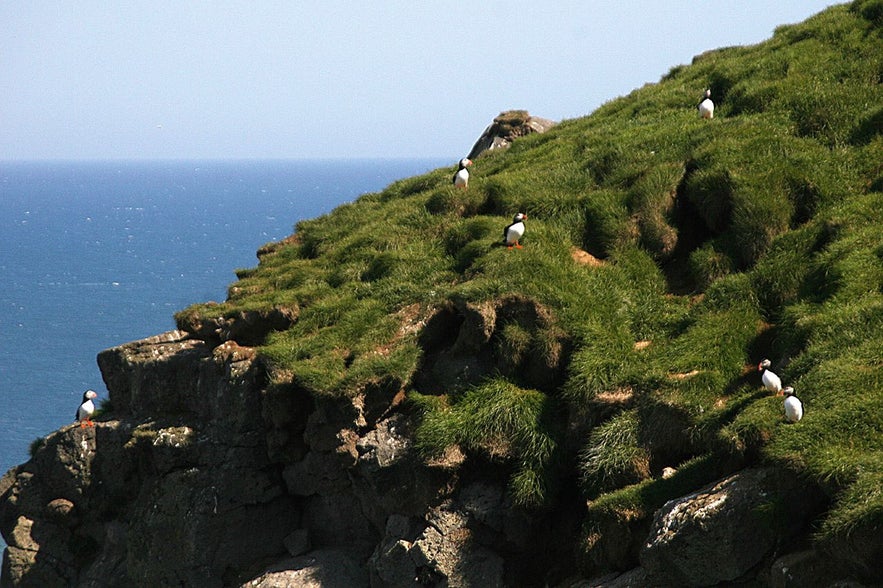 Puffins gathered on the cliffs at Ing&oacute;lfsh&ouml;f&eth;i