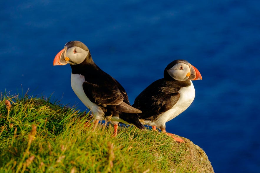 A pair of puffins sit back to back near Reykjavik