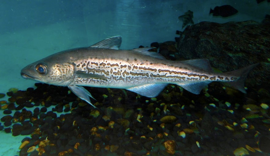 A pollock in Iceland.