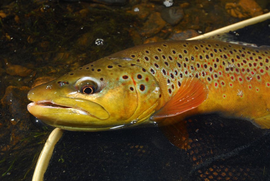 Brown trout are common in Iceland.