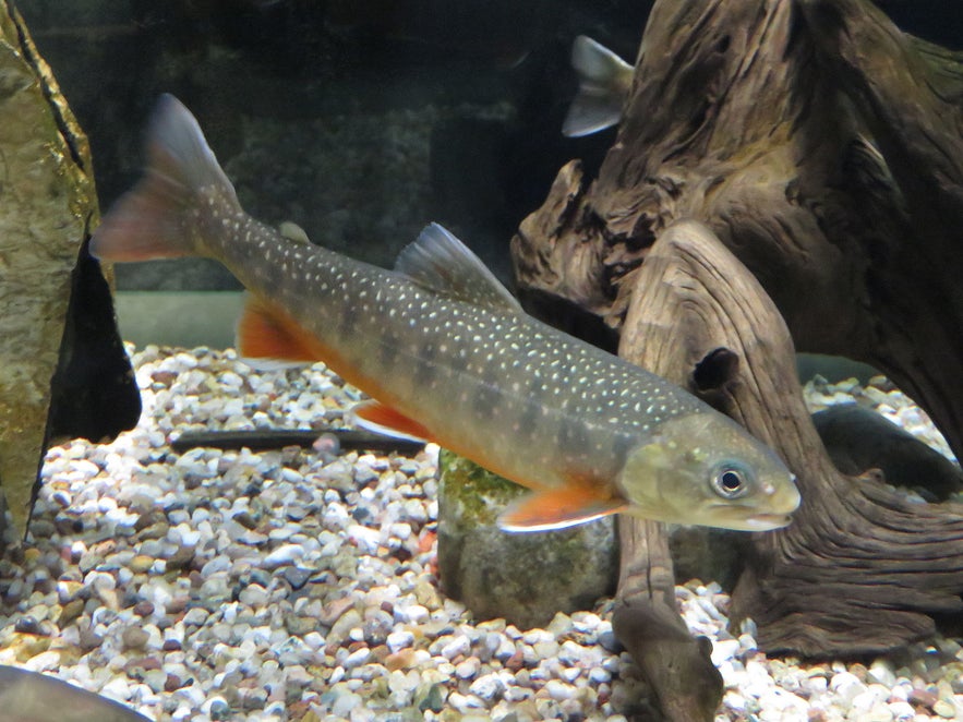 An Arctic Char in a tank.