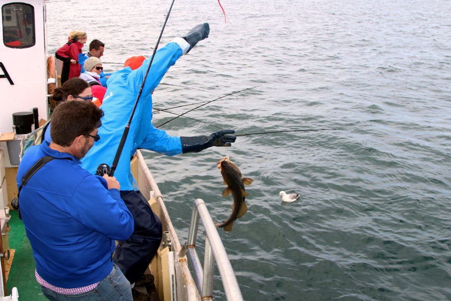 Icelandic waters are pregnant with fish.