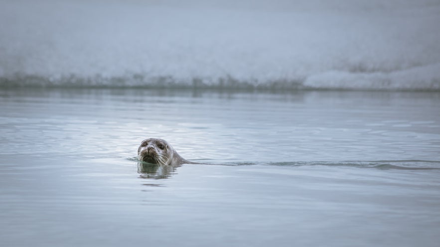 The emotive eyes of seals make it easy to see how myths about Sulkies came about.