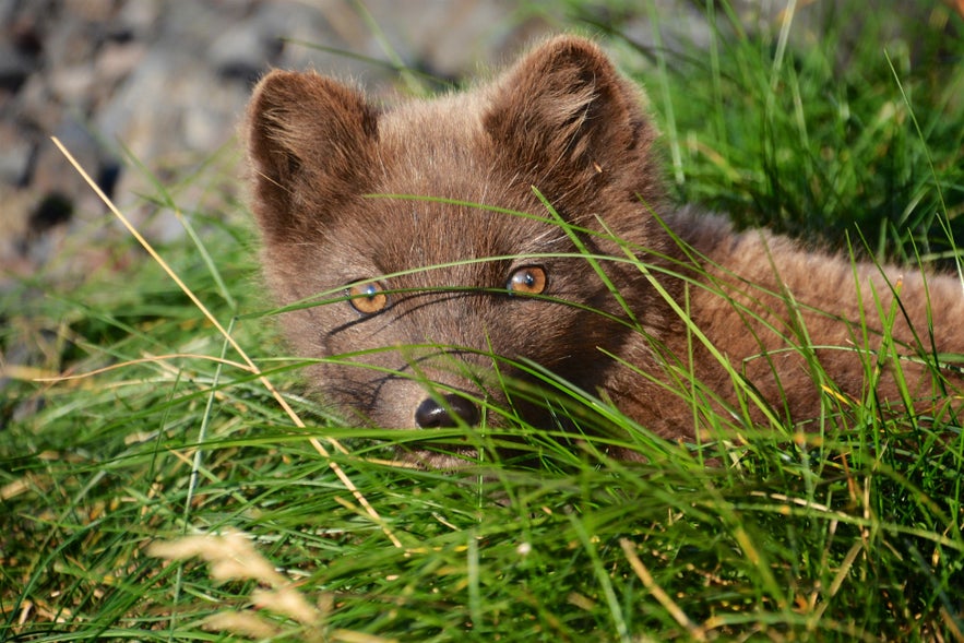 An arctic fox, pictured here in Iceland, spots a photographer.