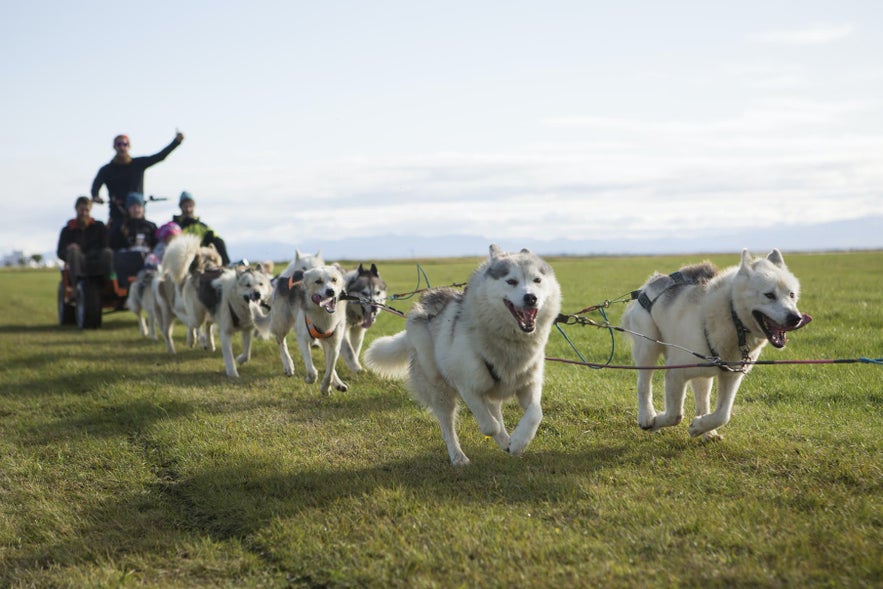 Dog sledding is a year-round opportunity in Iceland.