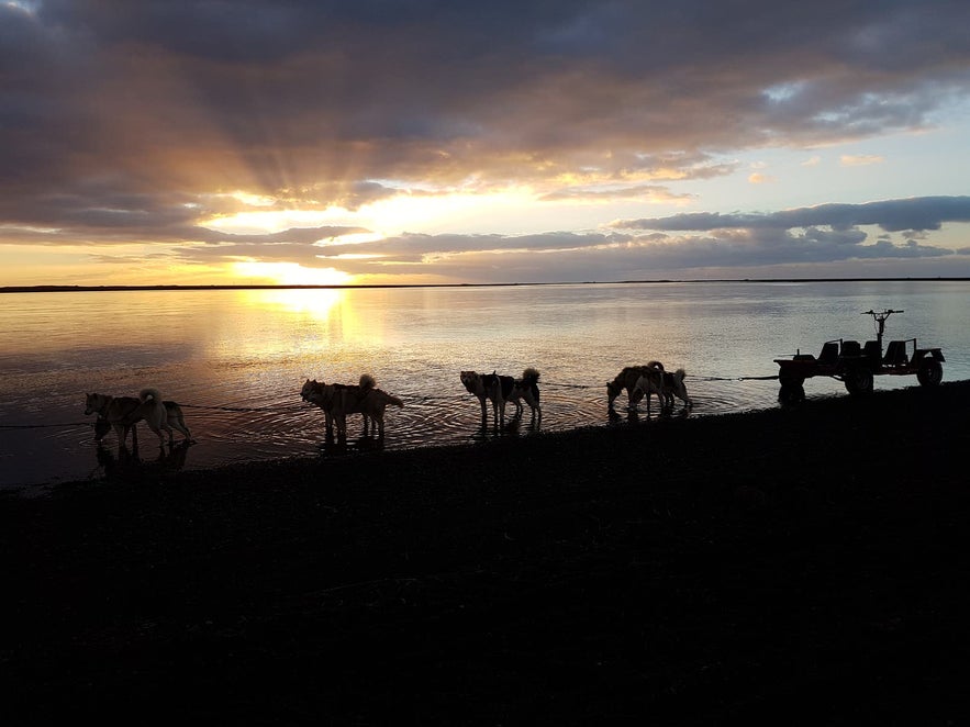 A row of huskies stand by an Icelandic lake.