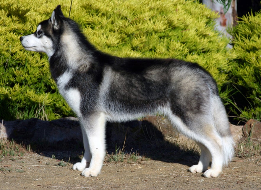 Siberian Huskies are excellent sled dogs.