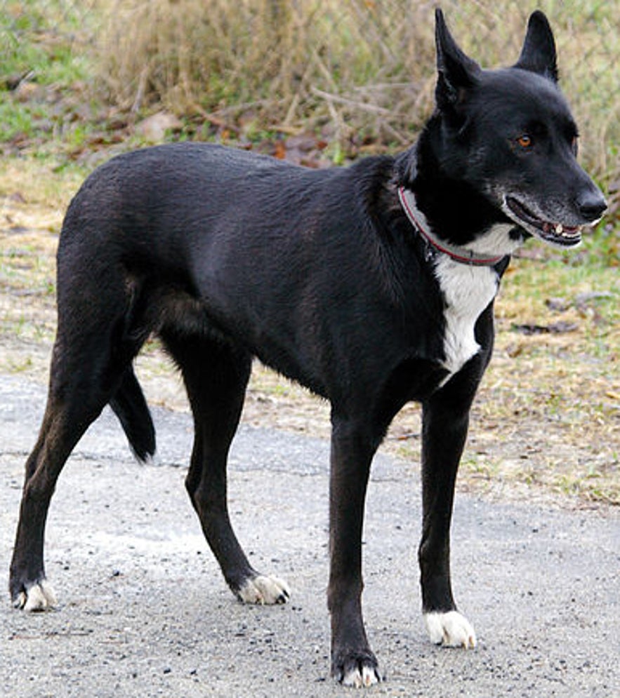 The slimmer husky breed from Alaska is the fastest sled dog of all.