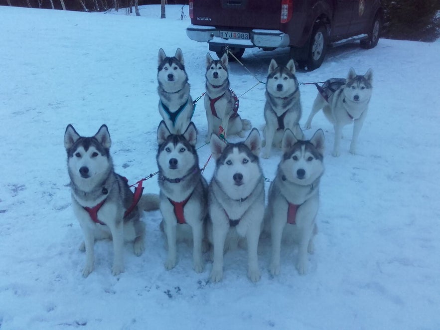 Huskies are a gentle, friendly breed of dog.