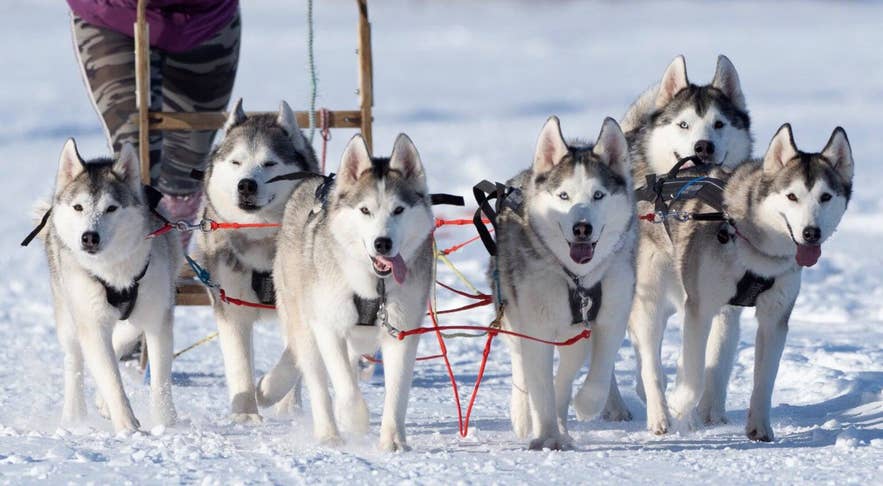 Husky sled dog team pulling a sled across snowy terrain in Iceland, wearing harnesses during a winter dog sledding tour.