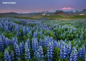 Avoiding the Crowds in Iceland