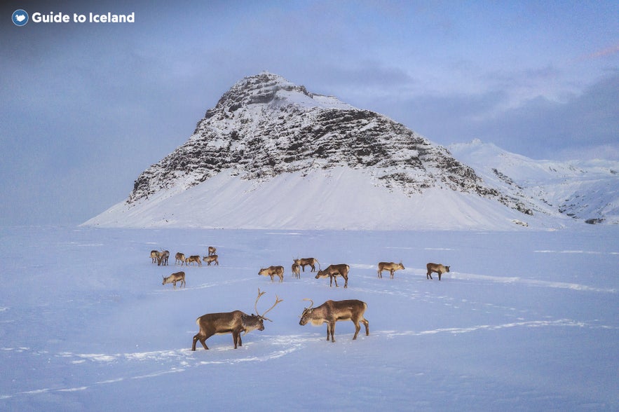 Reindeer roam the snowy fields, but drivers may want to avoid the icy roads.