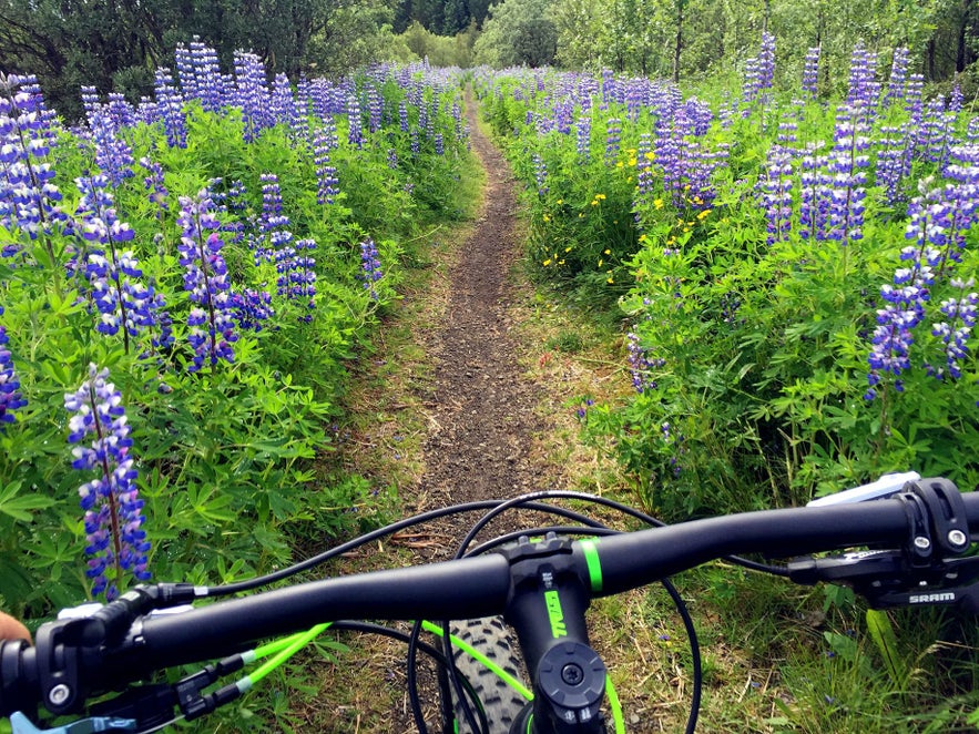 Biking around Iceland is a fantastic way to spend the day.