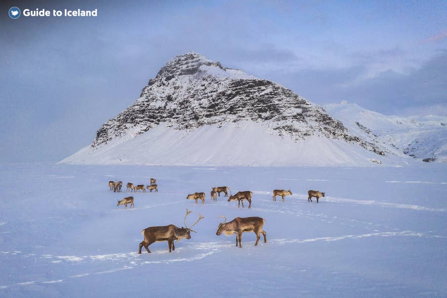 Rendieren in IJsland komen vooral voor in het oosten.