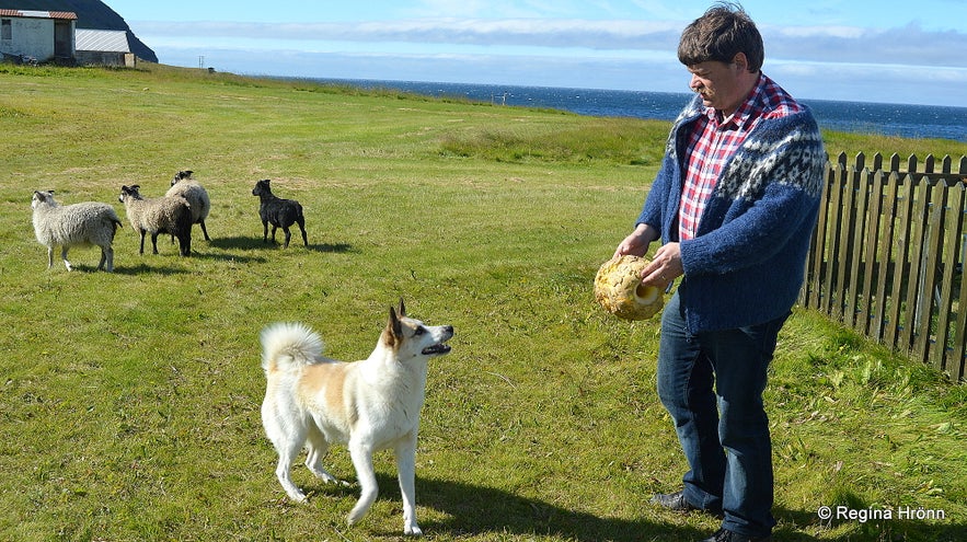 My husband playing with a dog at Ingjaldssandur