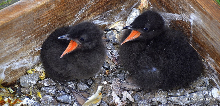 Black guillemot chicks at Strandir