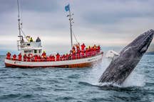 Excursions d'observation des baleines