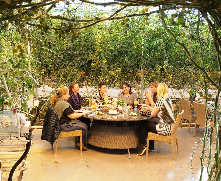 Fridheimar Greenhouse in South Iceland is one of the hidden gems in Iceland, offering a unique dining experience among tomato plants.