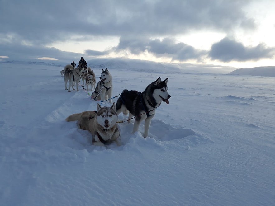 Dogsledding in Iceland by Lake Mývatn is a family-friendly activity.