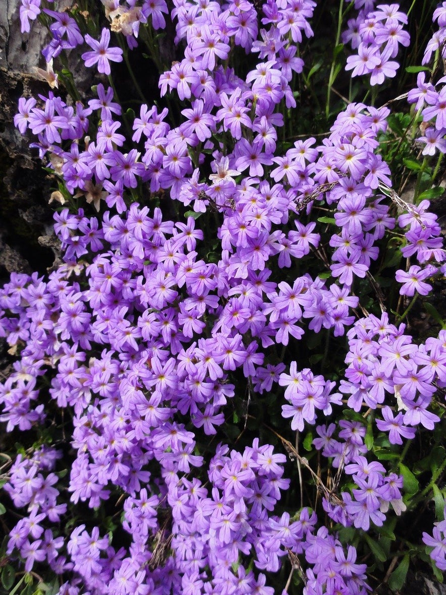 Arctic thyme is often used to make tea.