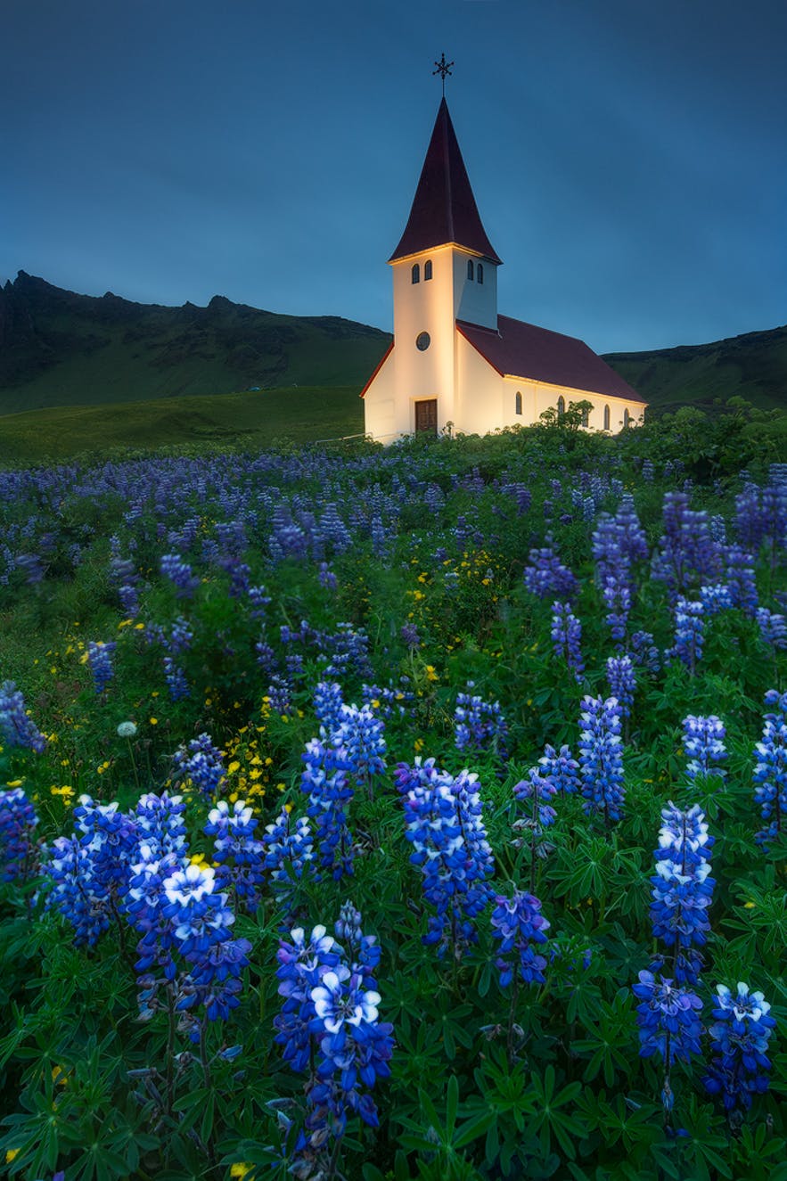 Lupines are a controversial topic in Iceland.