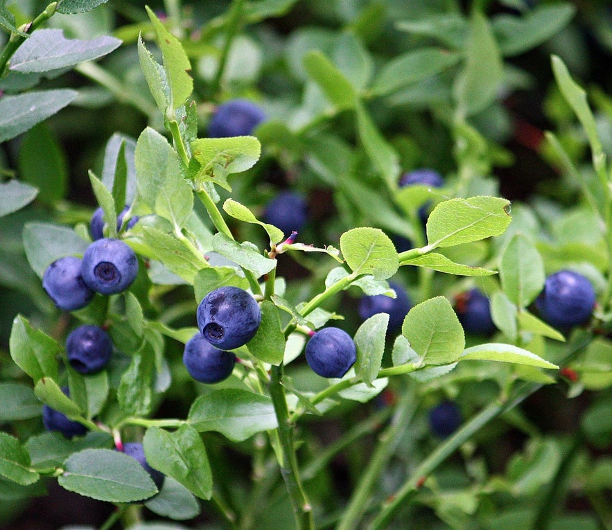 The main bilberry.