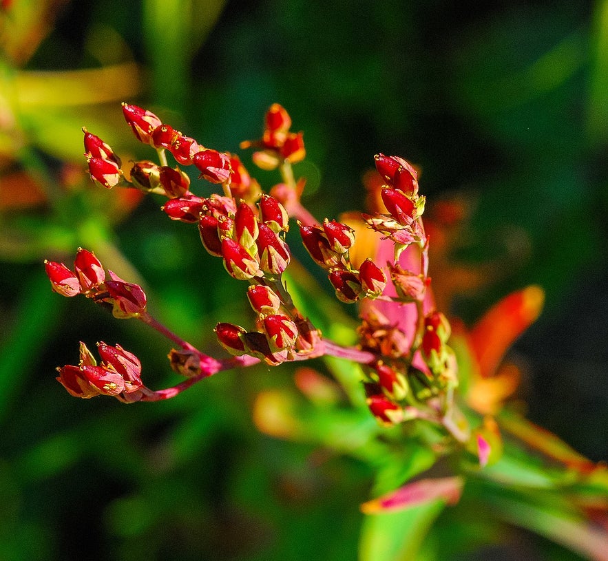 Sheep sorrel is a favourite for walks.