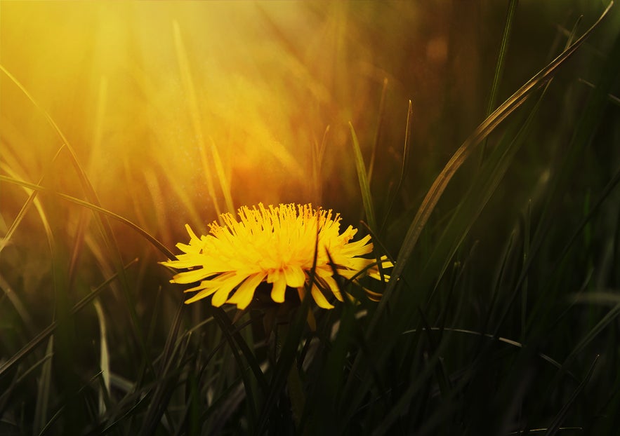 A dandelion in flower.