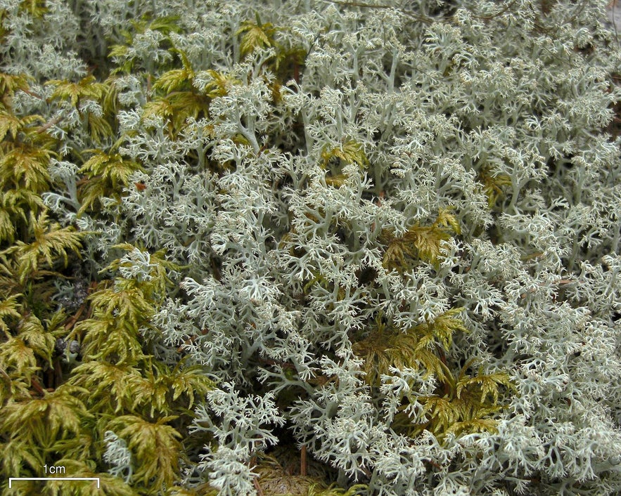 Reindeer moss is actually a lichen.