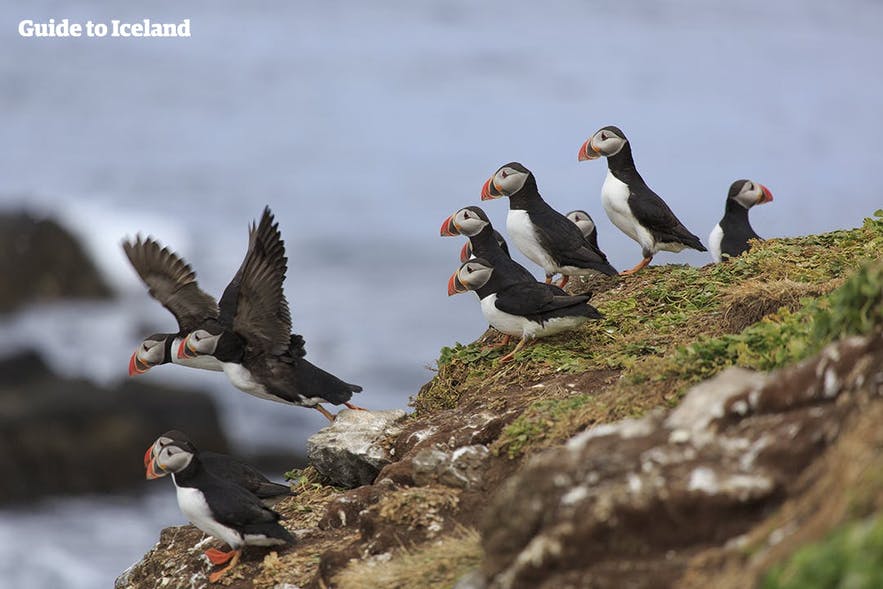 Puffins on Grímsey.