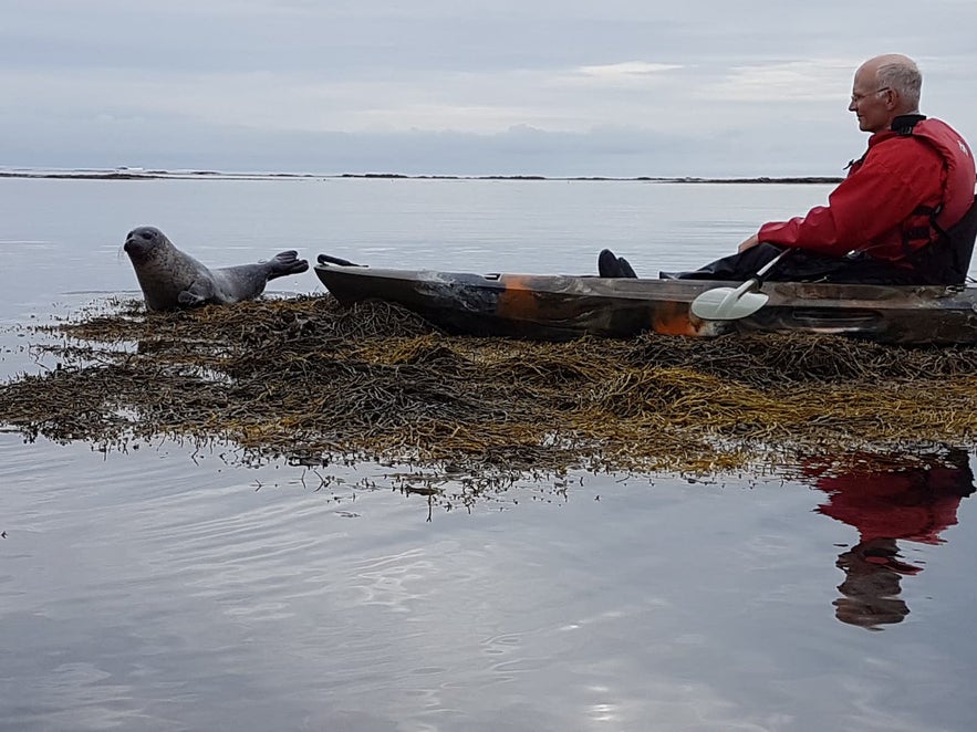 Kayaking is a great way to meet seals.